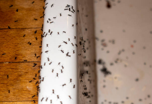 Best Emergency Pest Control  in Limon, CO